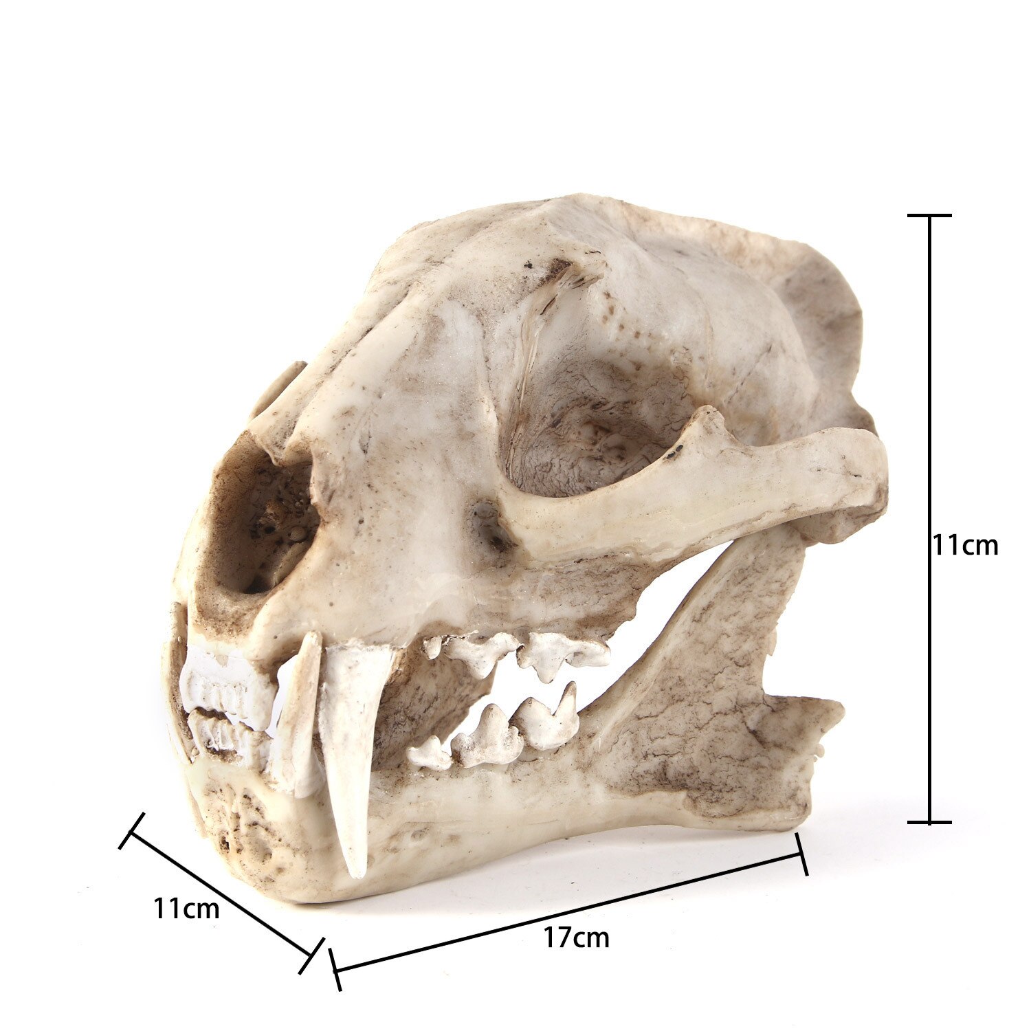 Żywica chmura lampart szkielet szkic praktyka nauczania w klasie akcesoria zwierząt Model czaszki