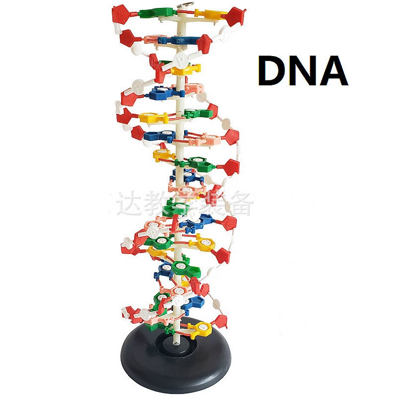 Dna Dubbele Helix Structuur Model 60Cm Cm Cm Genetische Biologie Onderwijs Instrument