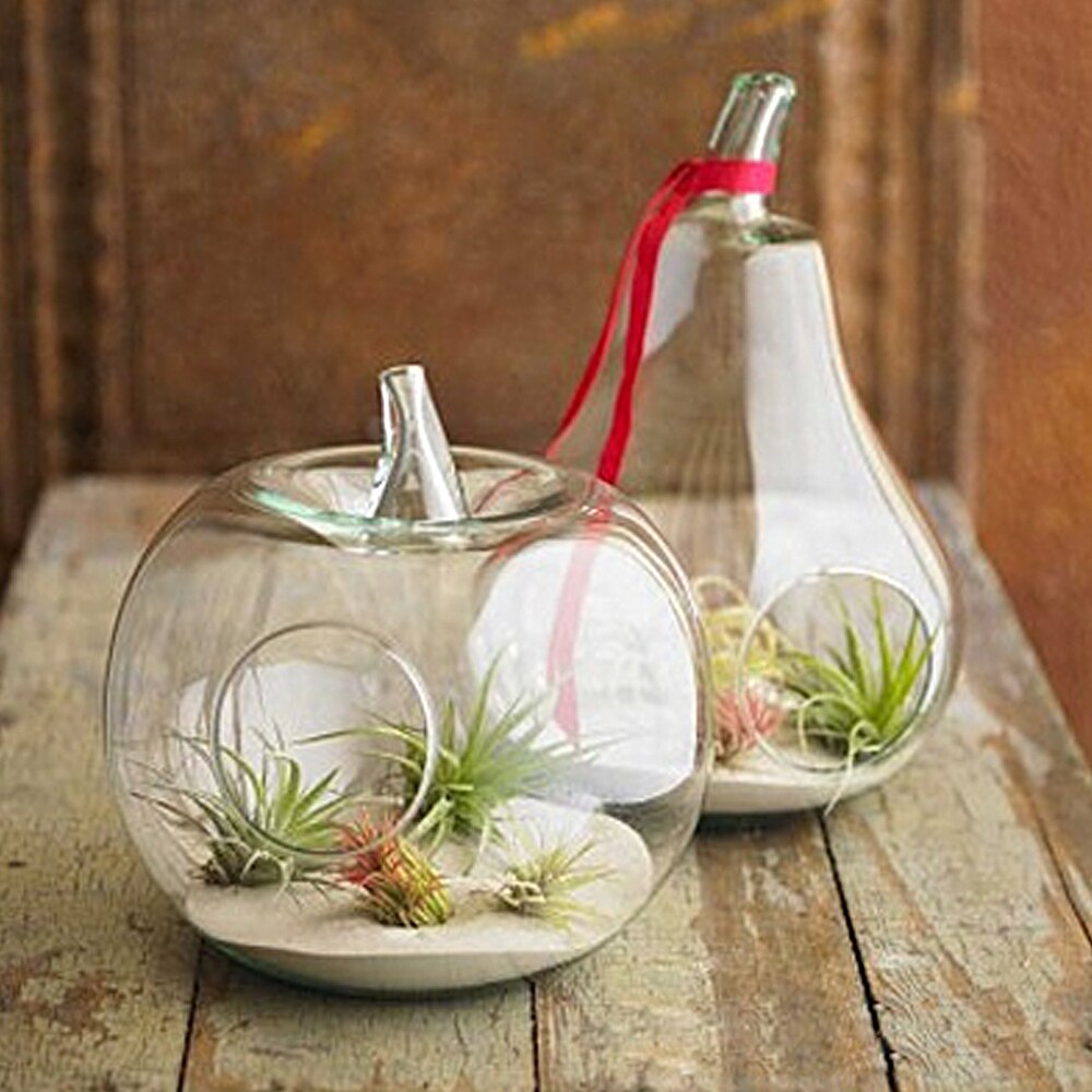 Terrario de cristal con forma de cúpula de manzana, linternas de tamaño pequeño