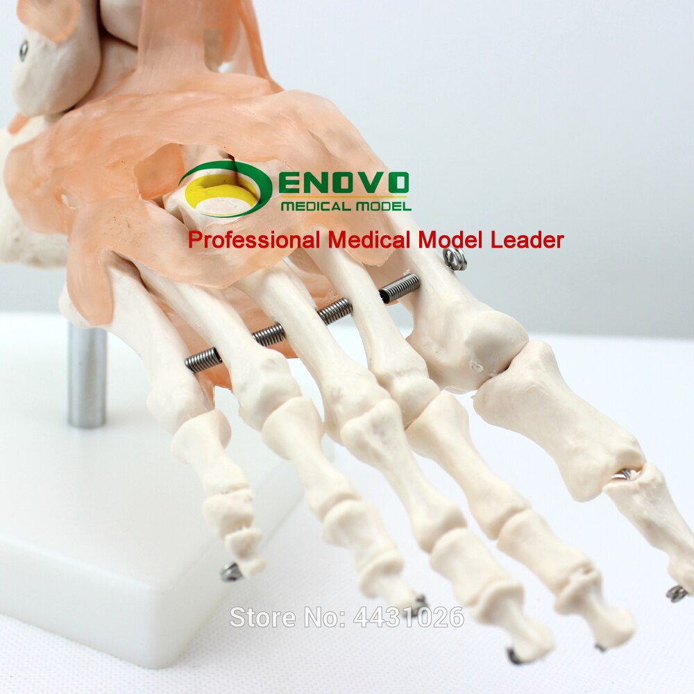 ENOVO Een anatomisch model van de menselijke voet gezamenlijke van de menselijke voet joint